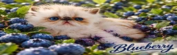 Exotic Shorthair gatti in vendita: Exotic Shorthair  - Annuncio 3
