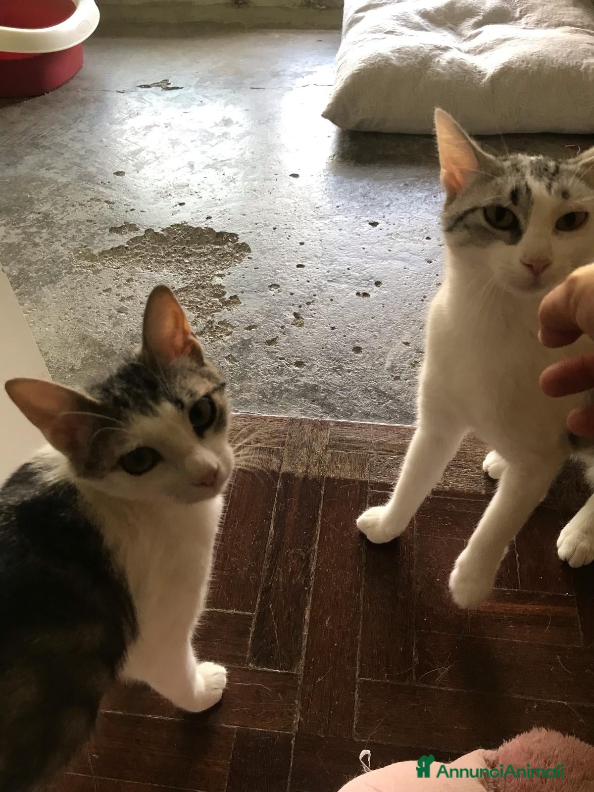 Meticcio gatti Viola e Ciambella bellissime micine cercano casa! - Annuncio 2