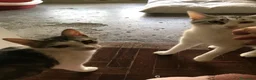 Meticcio gatti in regalo: Viola e Ciambella bellissime micine cercano casa! - Annuncio 1