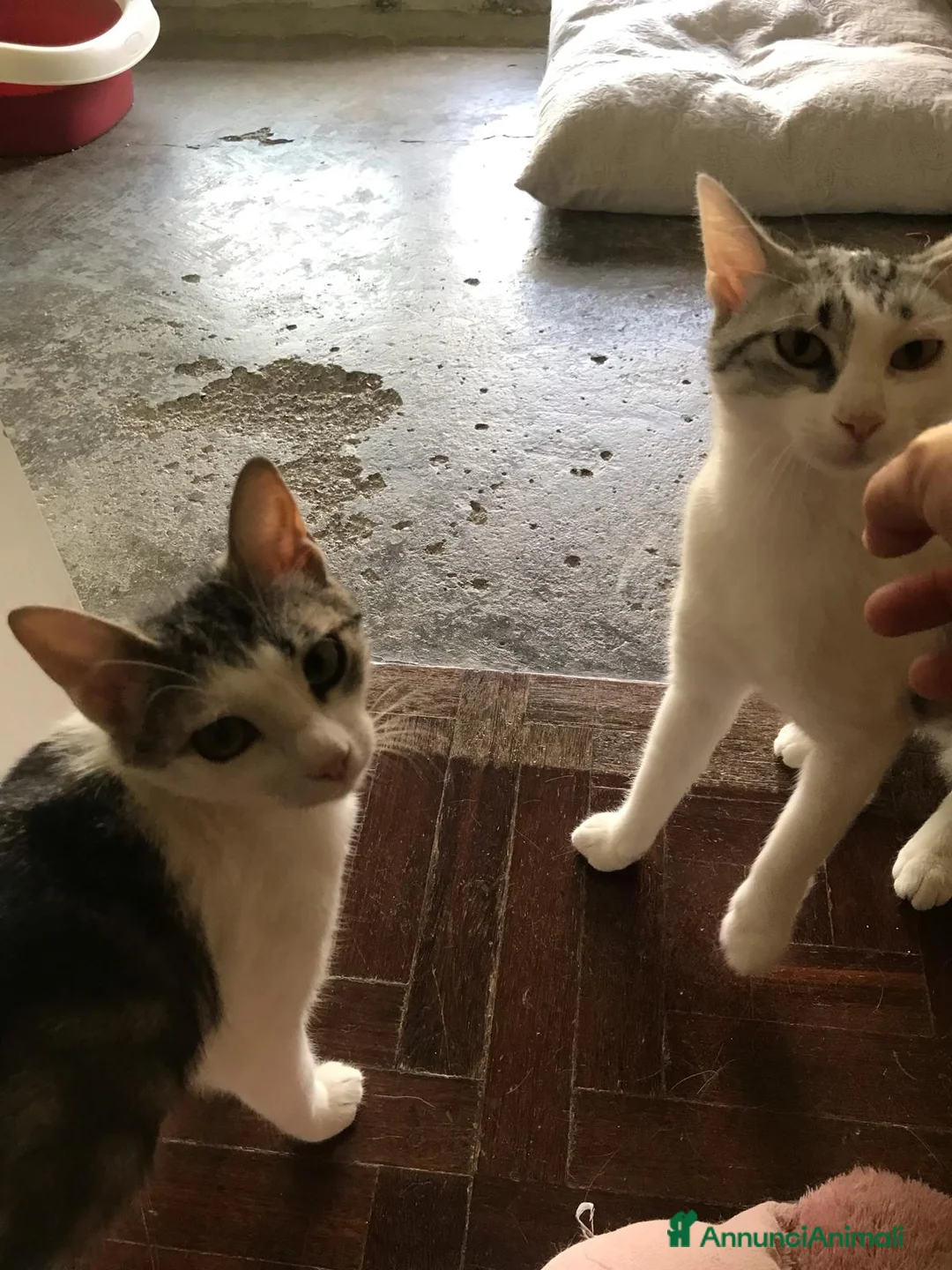 Meticcio gatti in regalo: Viola e Ciambella bellissime micine cercano casa! - Annuncio 1