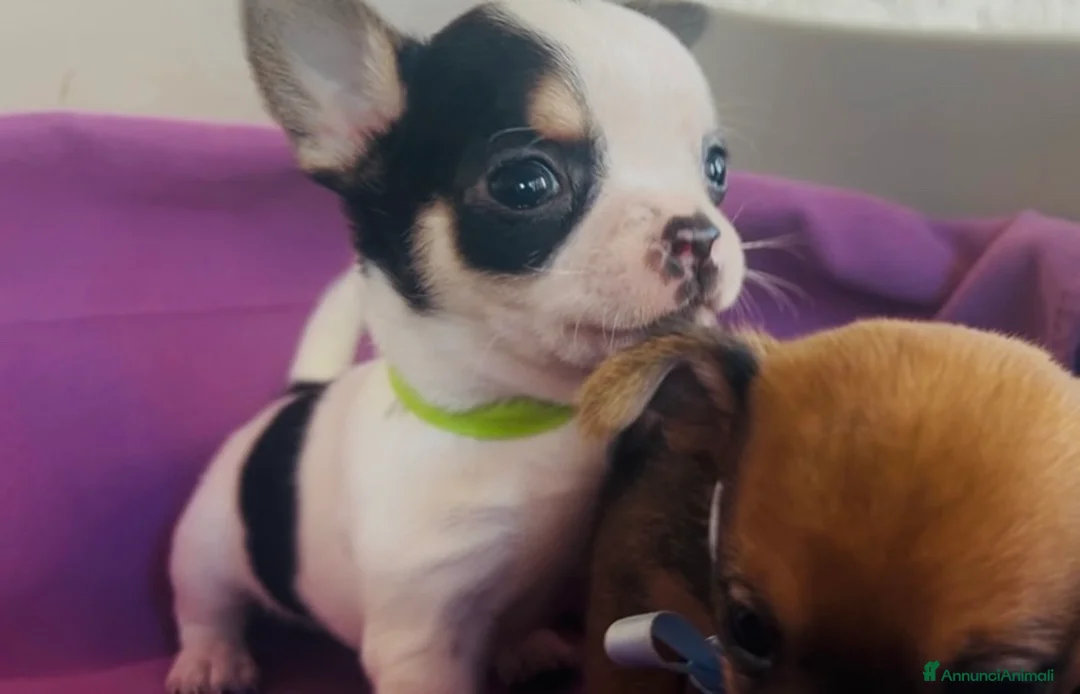 Chihuahua cani in vendita: Cuccioli Chihuahua  - Annuncio 1