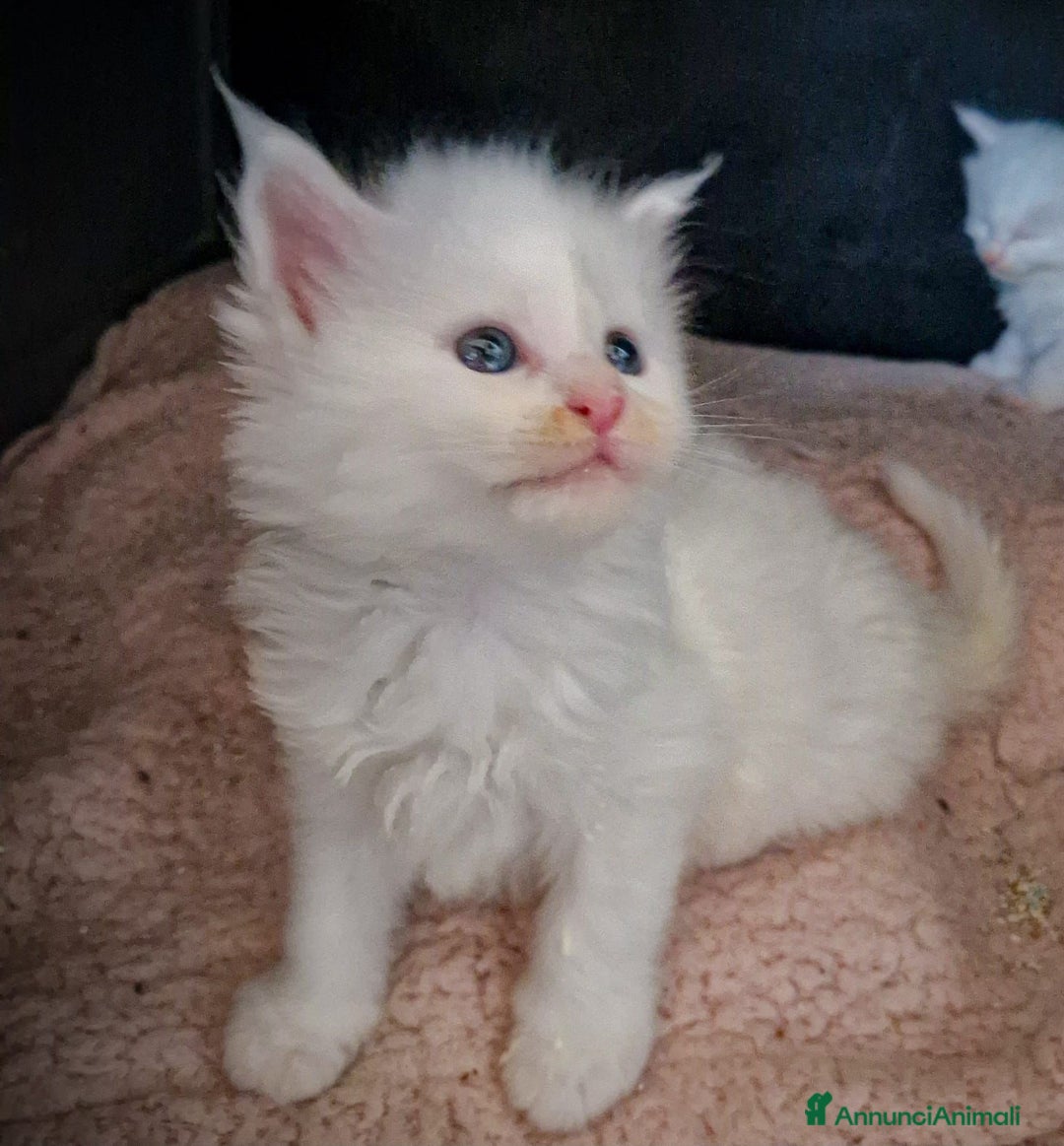 Maine Coon gatti in vendita: Maine Coon  - Annuncio 4
