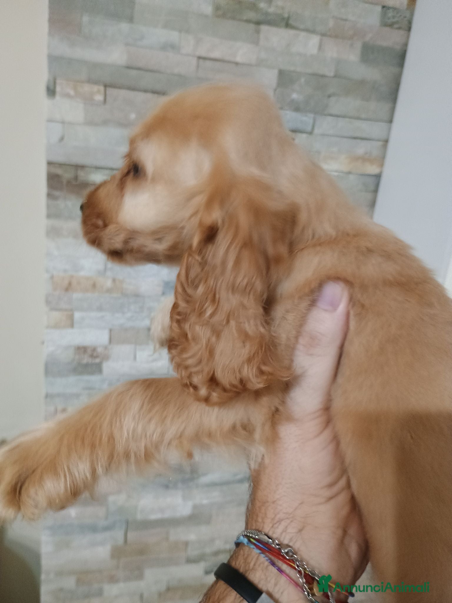 Cocker cani Cocker spa iel - Annuncio 12