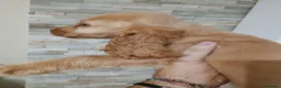 Cocker cani in vendita: Cocker spa iel - Annuncio 1