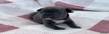 Bulldog Francese Cucciolo 2