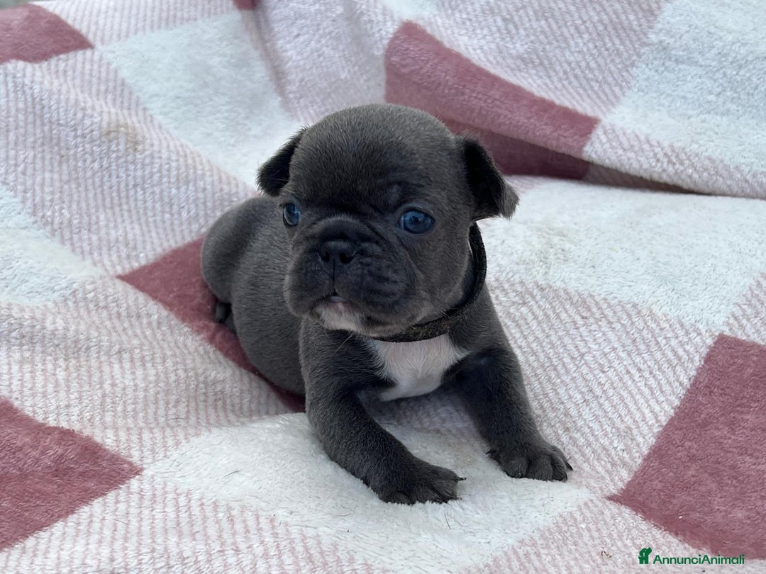 Bulldog Francese cani in vendita: Cuccioli bulldog francese esotici blu - Annuncio 11