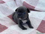 Bulldog Francese Cucciolo 2