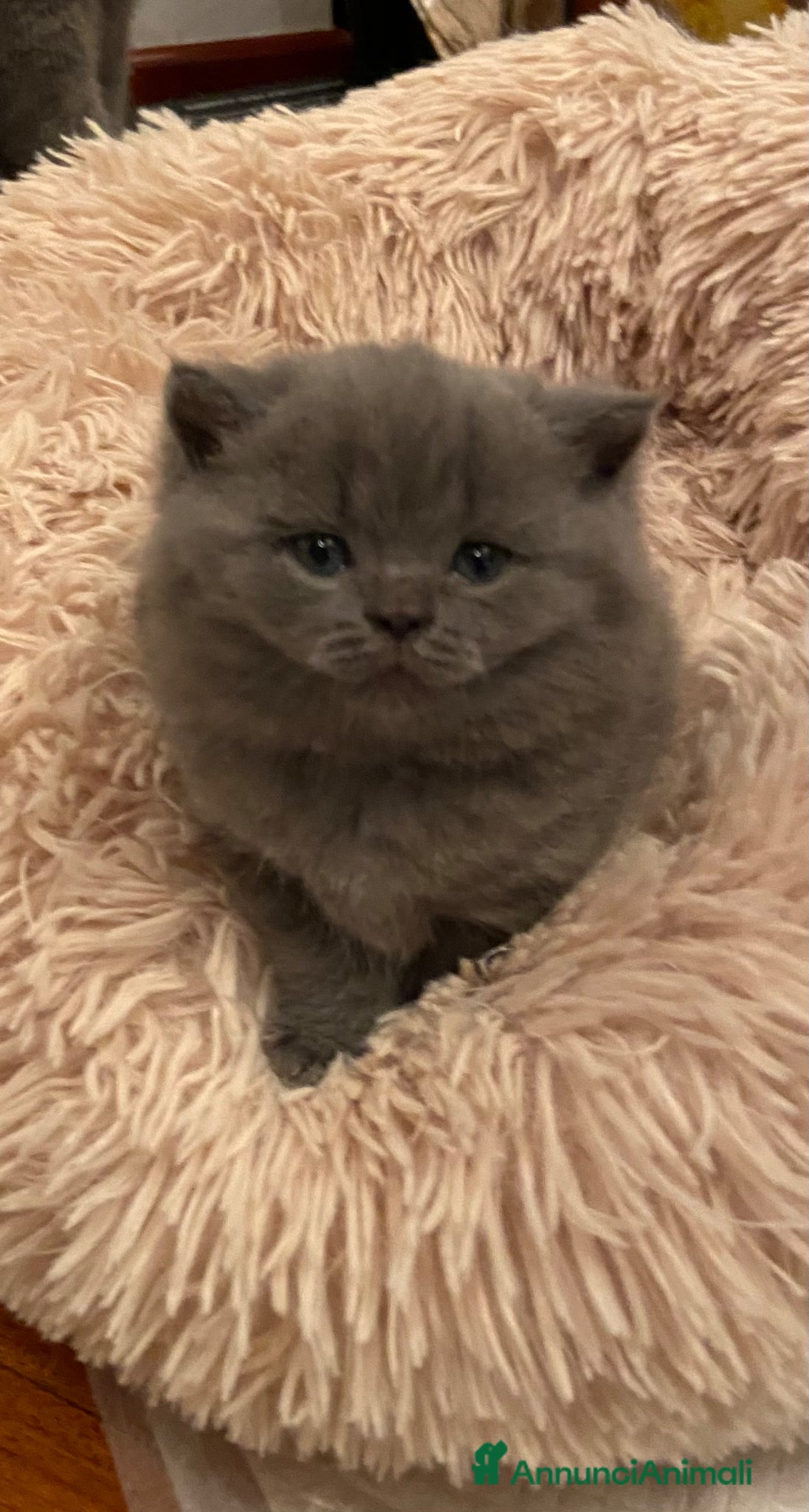 Scottish gatti 💙 Ultima femmina Scottish Straight Blue  💙 - Annuncio 2
