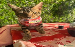 Bengala gatti in vendita: Cucciolo bengala brown spotted tabby  - Immagine 6