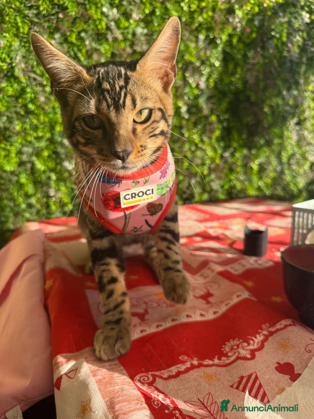 Bengala gatti in vendita: Cucciolo bengala brown spotted tabby  - Immagine 6