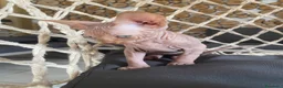 Sphynx gatti in vendita: Cuccioli Sphynks  - Annuncio 17
