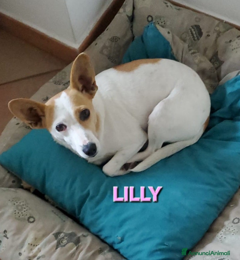 Meticcio cani PICCOLA LILLY - Annuncio 12