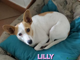 Meticcio cani PICCOLA LILLY - Annuncio 2