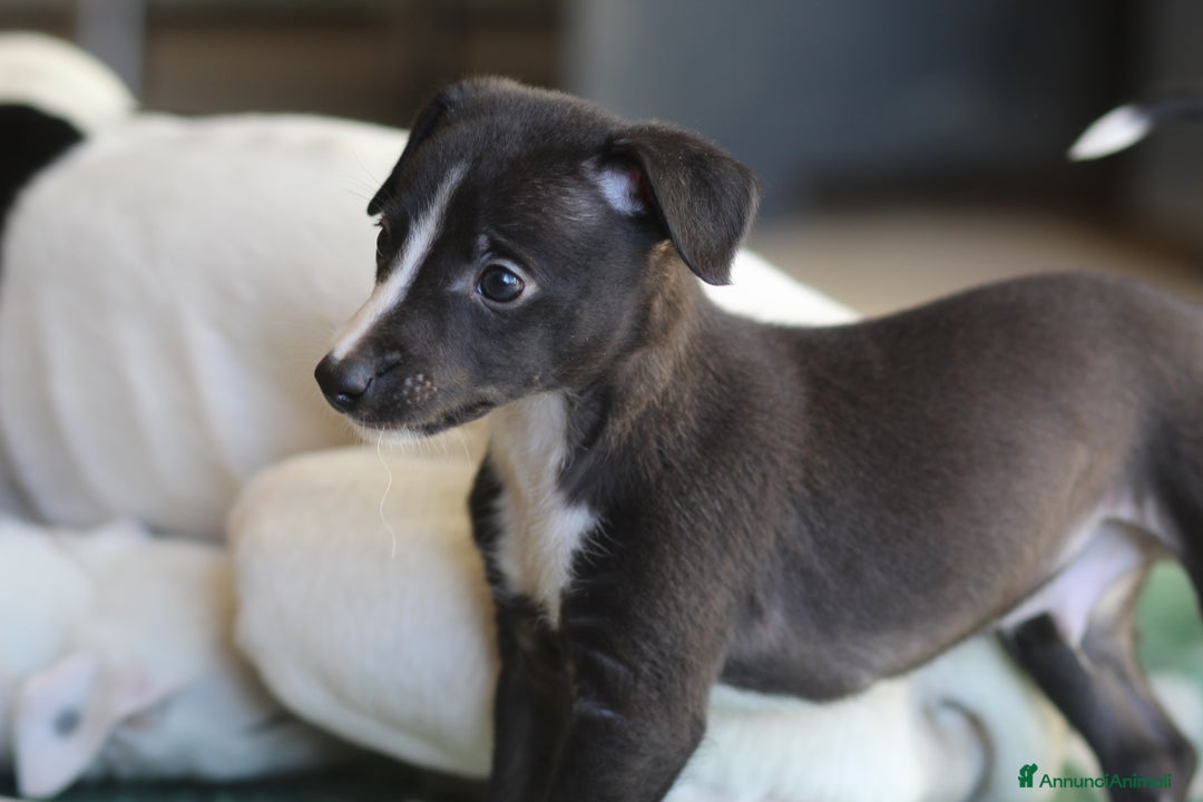 Whippet cani in vendita: Cuccioli di whippet  - Annuncio 8