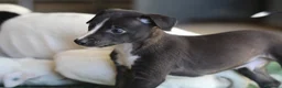 Whippet cani in vendita: Cuccioli di whippet  - Annuncio 8