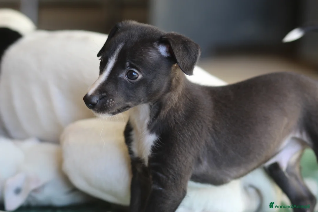 Whippet cani in vendita: Cuccioli di whippet  - Annuncio 8