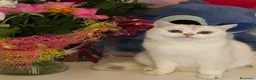 Scottish gatti in vendita: Scottish Fold - Annuncio 1