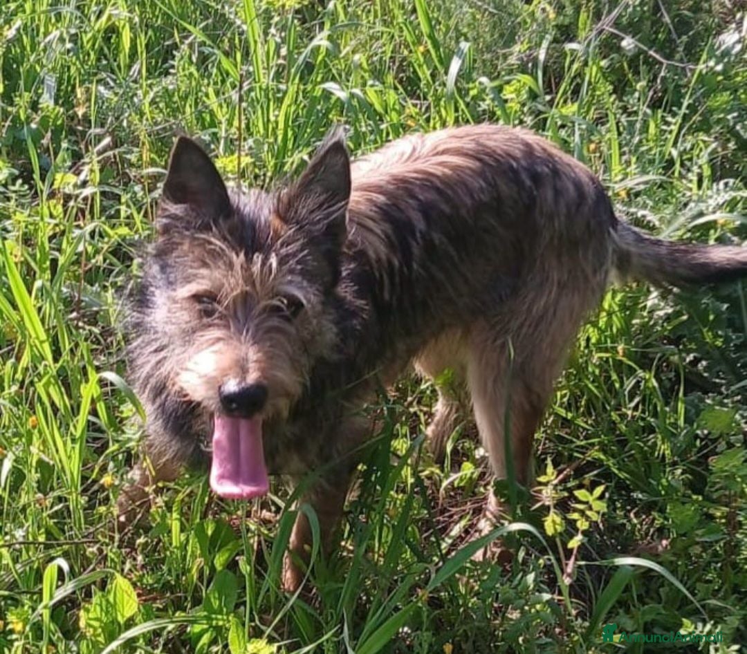 Meticcio cani Mix spinoncino 14mesi kg12 SOS CASA GIARDINO.OLBIA - Annuncio 16