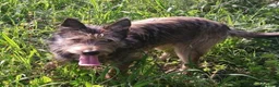 Meticcio cani in regalo: Mix spinoncino 14mesi kg12 SOS CASA GIARDINO.OLBIA - Annuncio 1