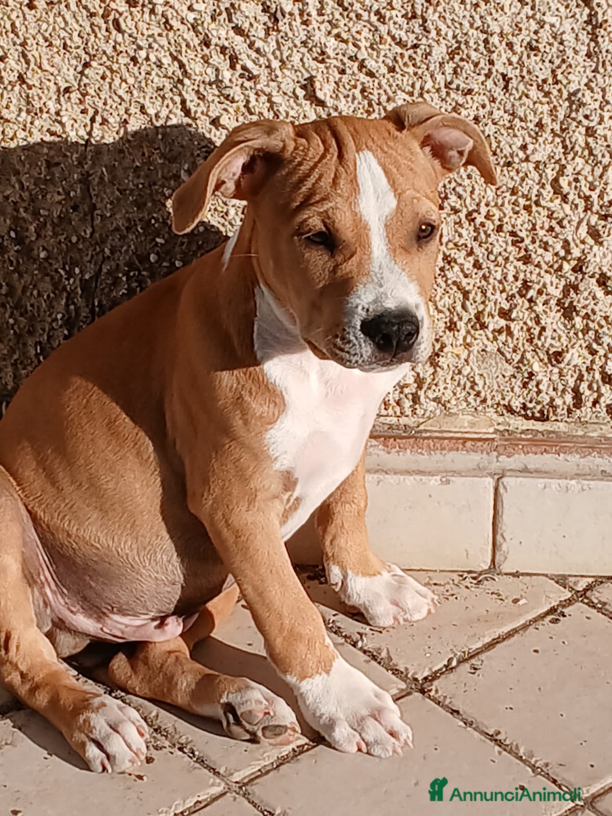 American Staffordshire cani Cucciolo Amstaff  - Annuncio 13