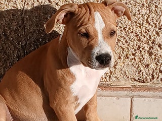 American Staffordshire cani Cucciolo Amstaff - Annuncio 13