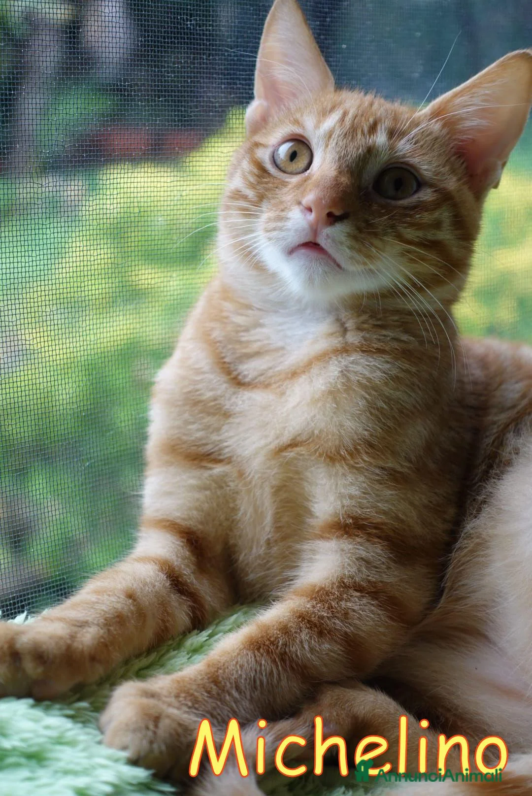 Europeo gatti in regalo: MICHELINO DOLCISSIMO GATTINO TABBY🆘 - Annuncio 2