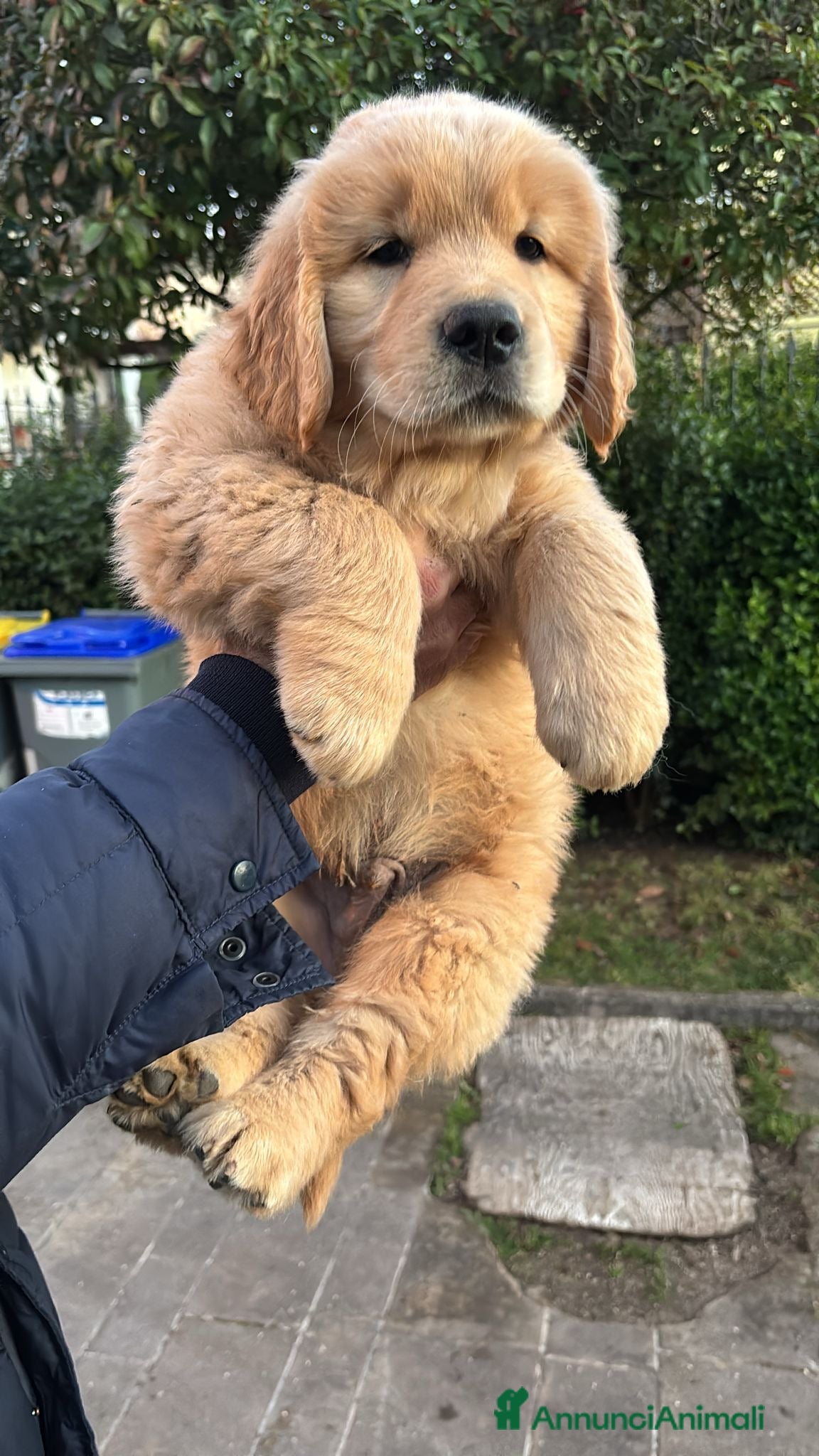 Golden Retriever cani Golden Retriever cuccioli americani 90% - Annuncio 1