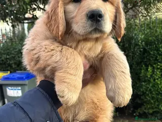Golden Retriever cani Golden Retriever cuccioli americani 90% - Annuncio 2