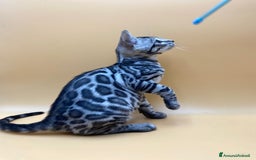 Bengala gatti in vendita: Maschio silver  a Provincia di Perugia - Immagine 1