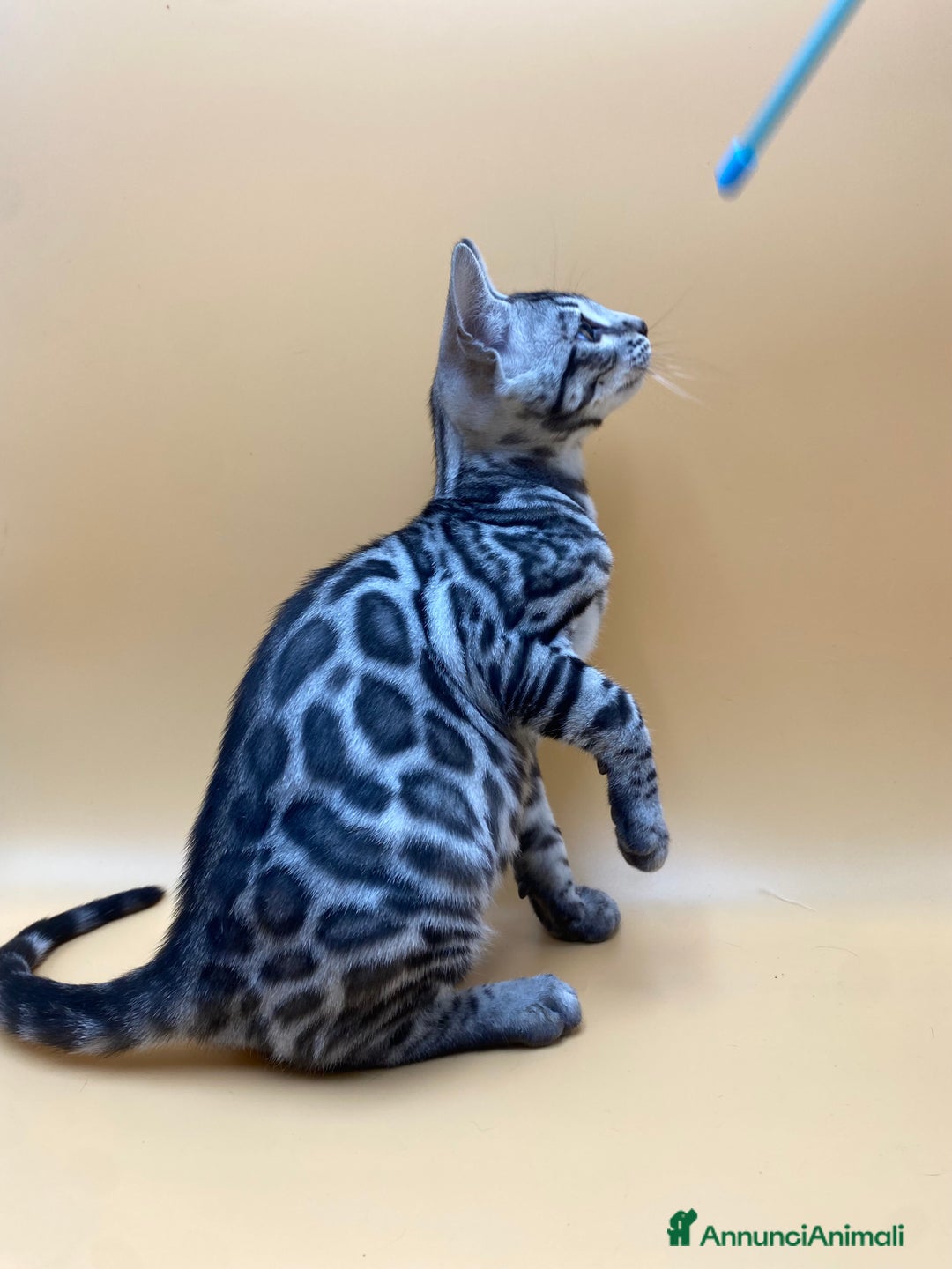 Bengala gatti in vendita: Maschio silver  a Provincia di Perugia - Immagine 1