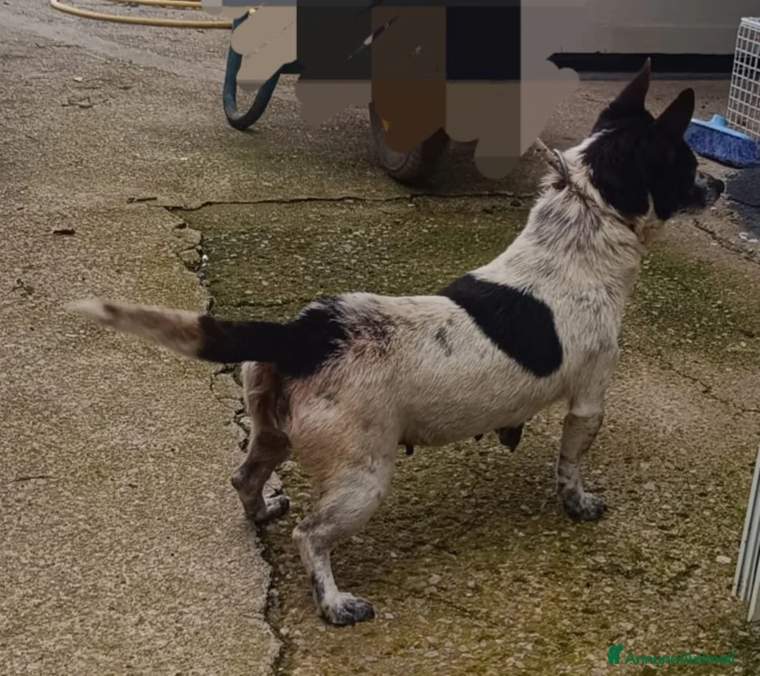 Meticcio cani in regalo: Cagnolina di taglia piccola  - Annuncio 3