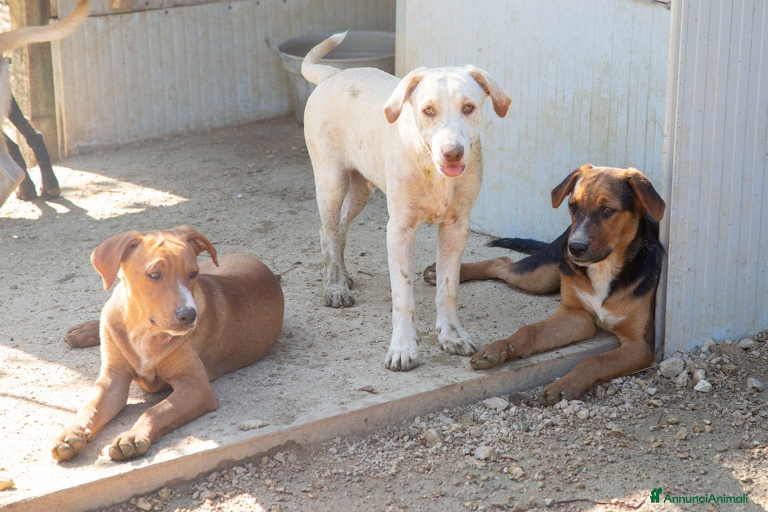 Meticcio cani in regalo: ADOTTA CORFU' a Città Metropolitana di Firenze - Annuncio 2