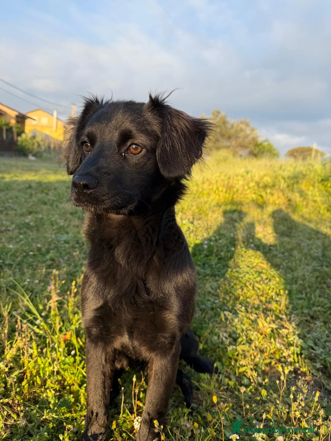 Meticcio cani in regalo: Fiona  a Provincia di Varese - Annuncio 2