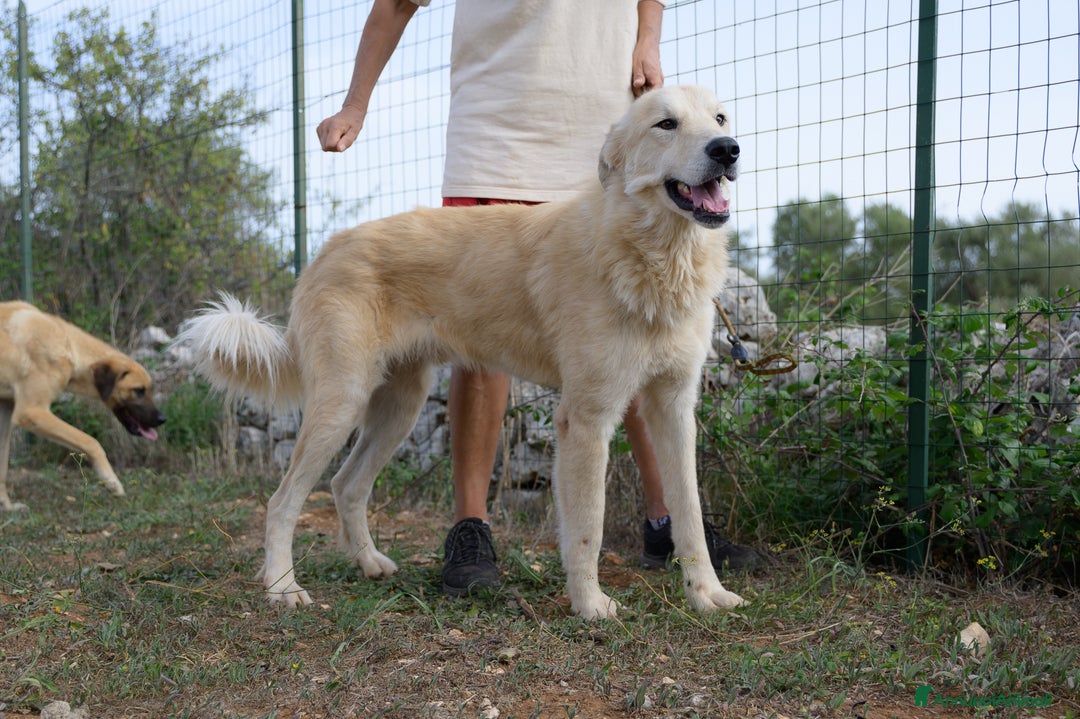 Meticcio cani in regalo: Patrick, il capolavoro! a Città Metropolitana di Bari - Immagine 4
