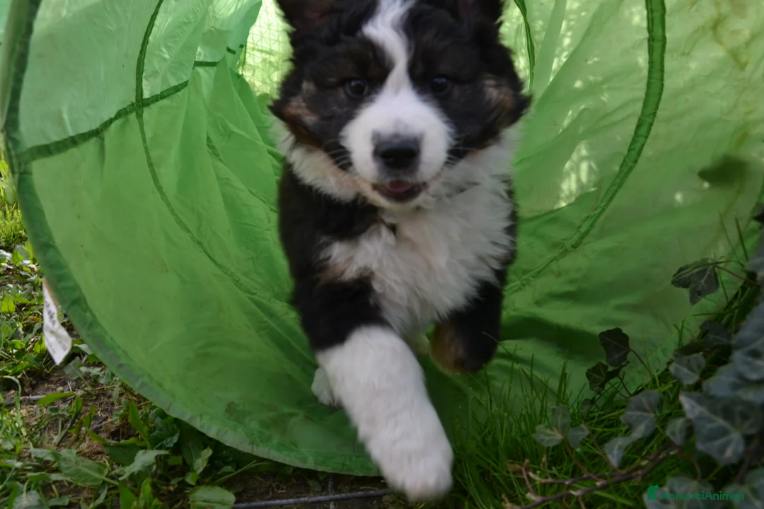 Australian Shepherd cani in vendita: Cucciola di Pastore Australiano a Provincia di Pistoia - Annuncio 2