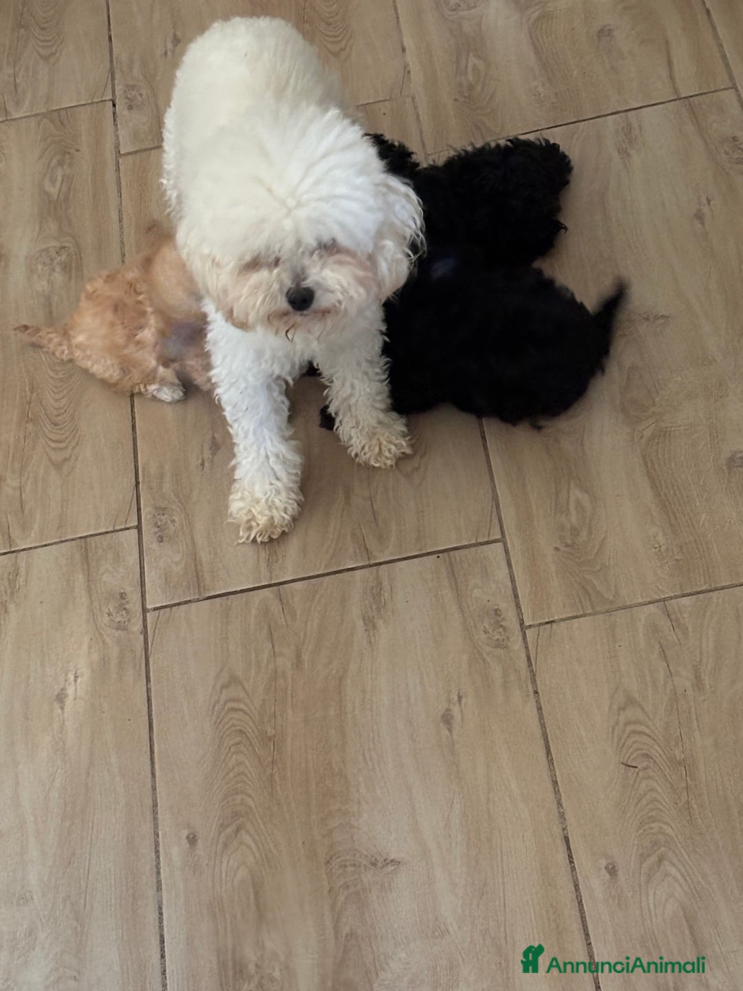 Barboncino Toy cani in vendita: barboncini toy - Annuncio 10