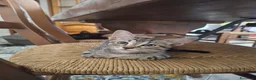 Meticcio gatti in regalo: 2 mesi, tigratino delizioso  - Annuncio 5