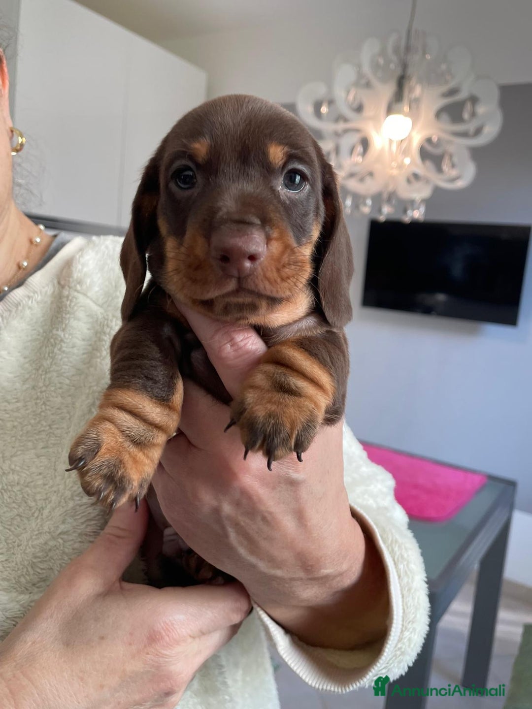 Bassotto cani in vendita: Bassotti Tedeschi Nani a Pelo Corto-Pedigree  - Annuncio 8