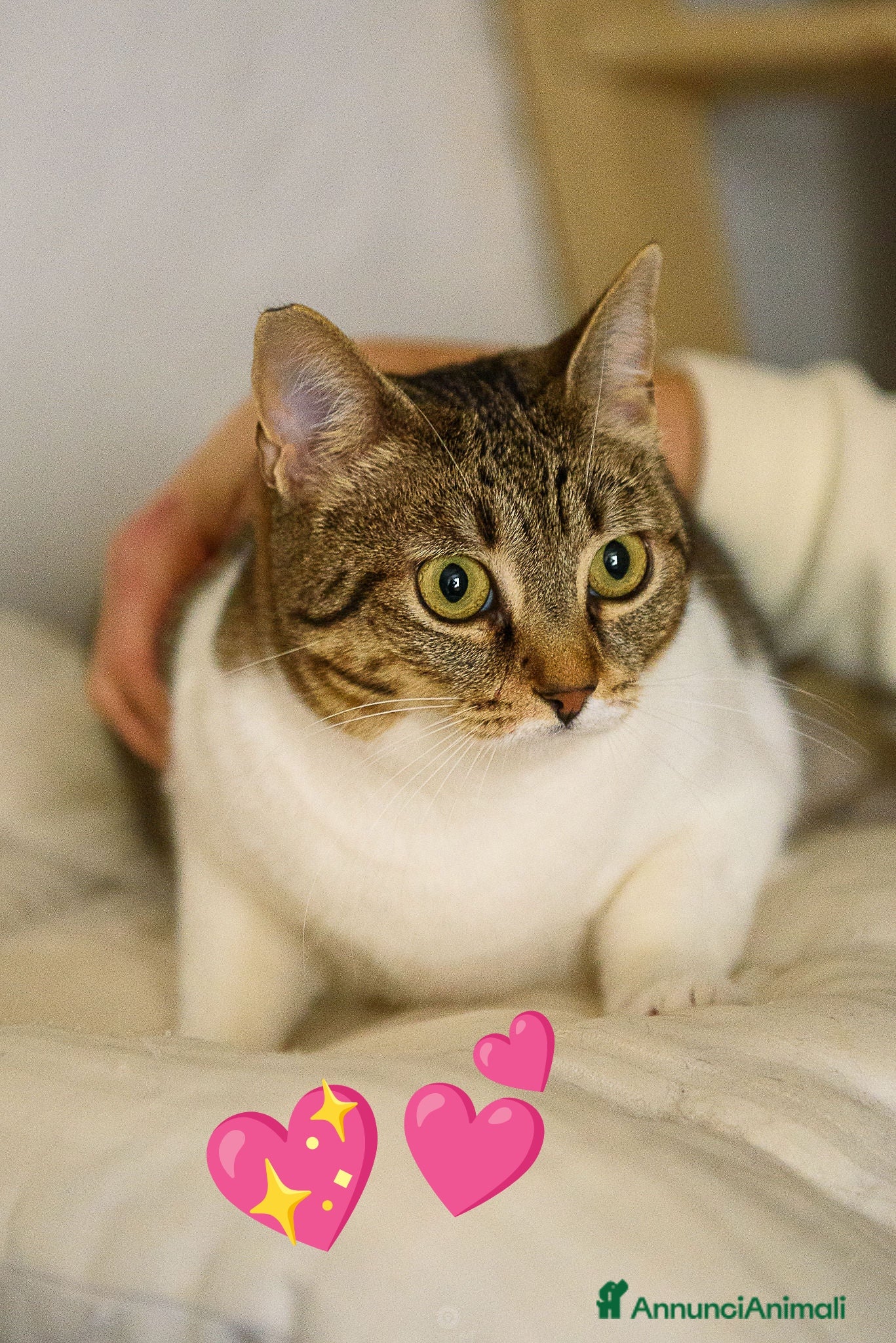 Europeo gatti Adotta Luz, dona coccole a profusione - Annuncio 7