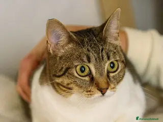 Europeo gatti Adotta Luz, dona coccole a profusione - Annuncio 5