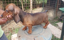 Bassotto cani in vendita: BASSOTTO TEDESCO PELO CORTO  - Annuncio 2