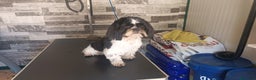 Shih Tzu cani in vendita: Cuccioli di Shih Tzu  - Annuncio 1