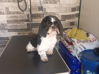 Shih Tzu cani Cuccioli di Shih Tzu - Annuncio 32