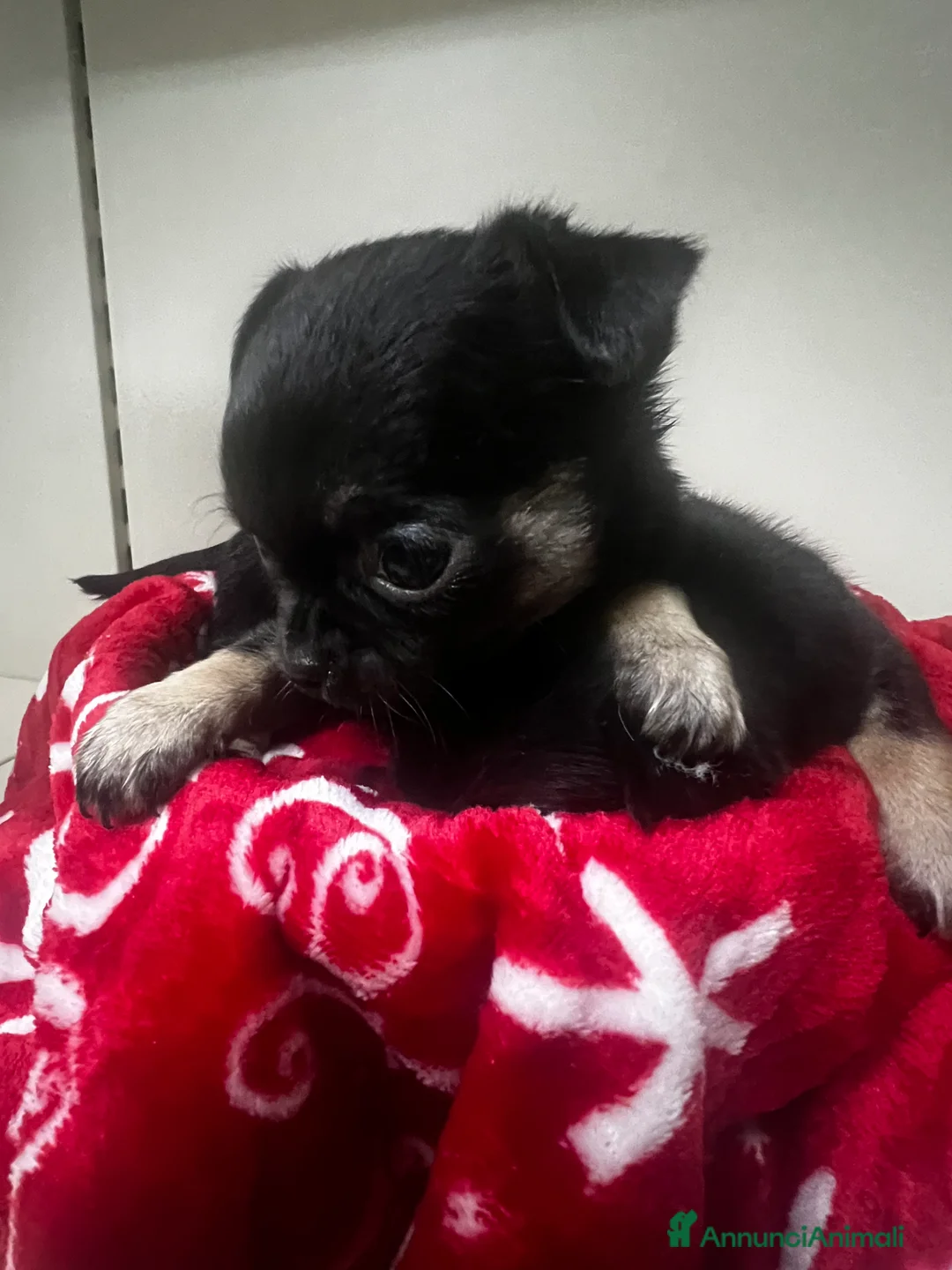 Chihuahua cani in vendita: Chihuahua  - Annuncio 2