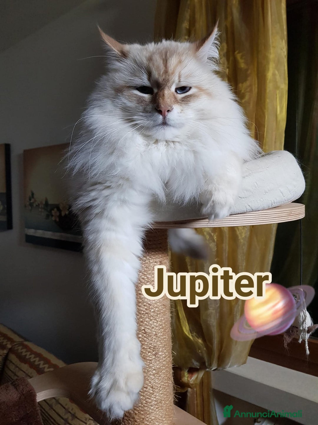 Altre razze gatti in regalo: ADOZIONE DEL CUORE per JUPITER - Annuncio 2