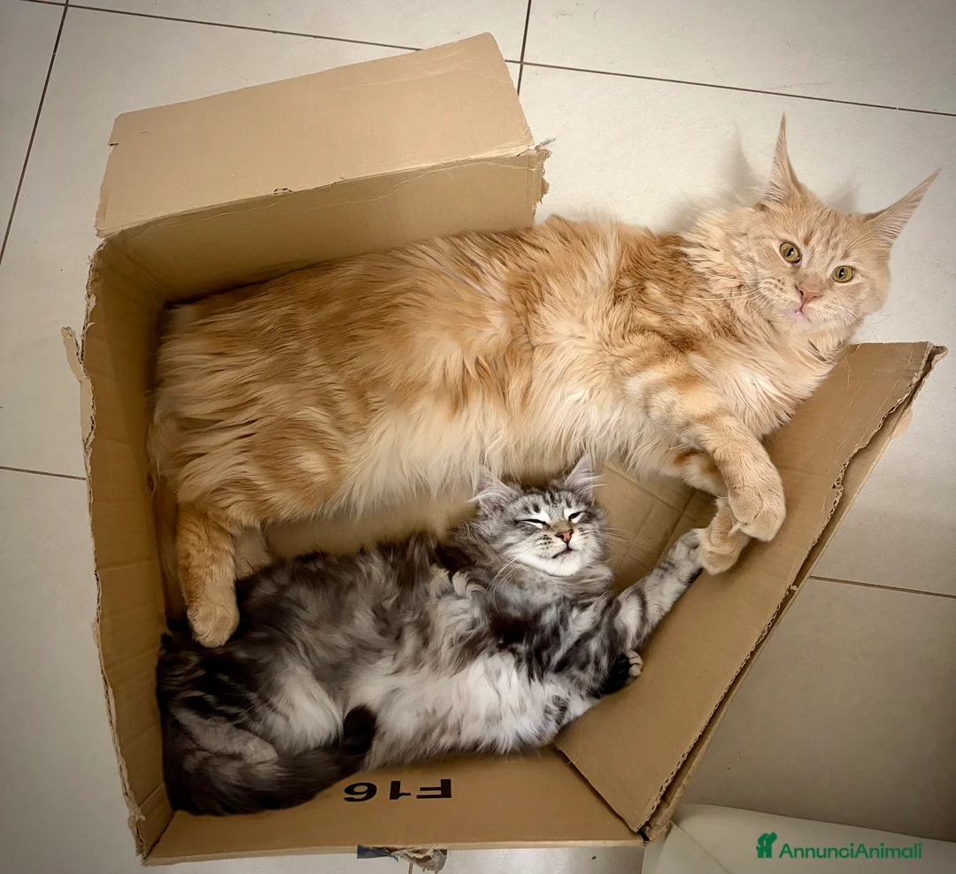 Maine Coon gatti in vendita: Gattina maine coon con pedigree a Provincia di Monza e della Brianza - Annuncio 2