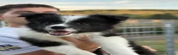 Border Collie cani in vendita: Border collie - Annuncio 6
