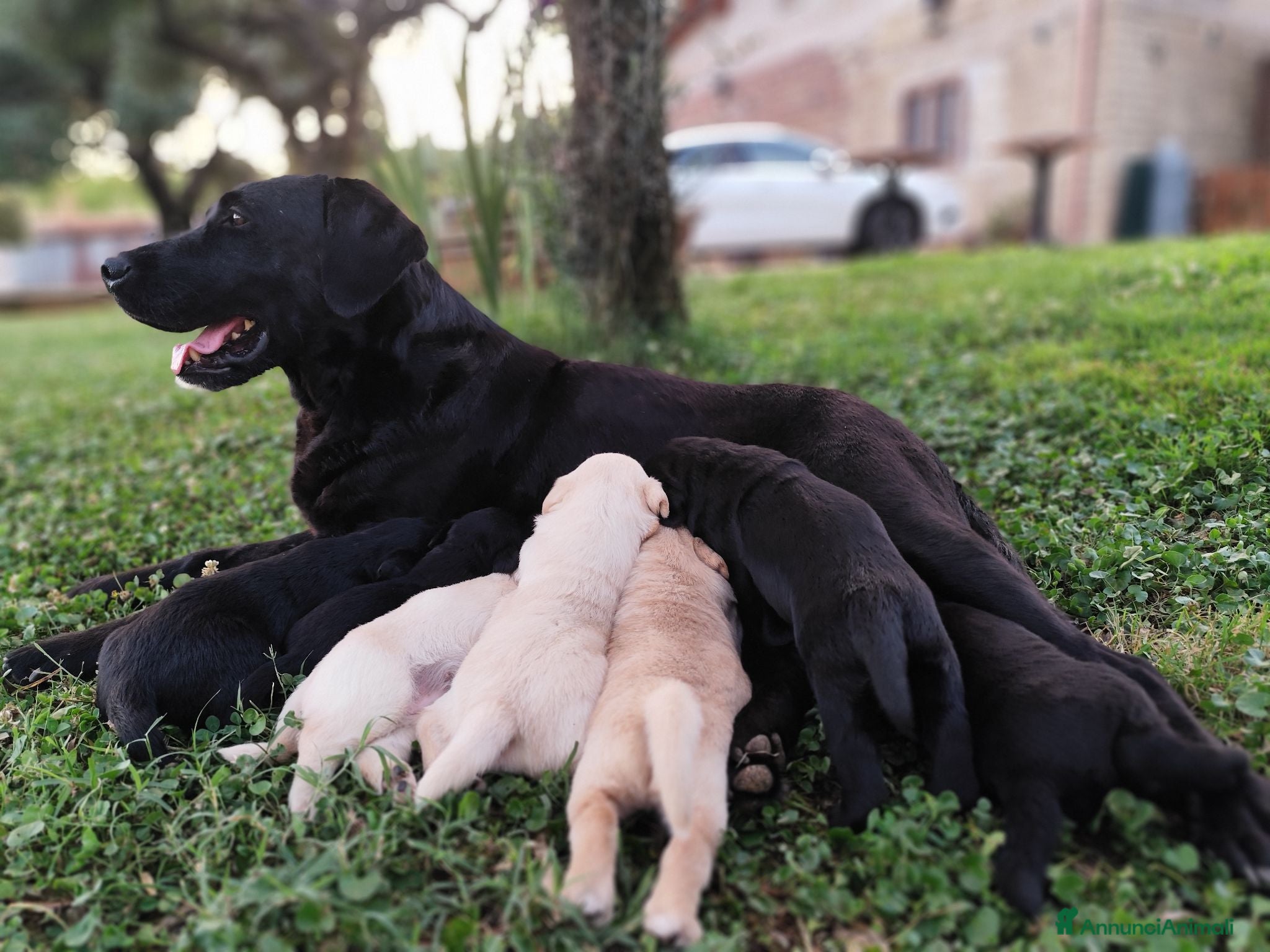Labrador cani Splendidi cuccioli di Labrador - Annuncio 20