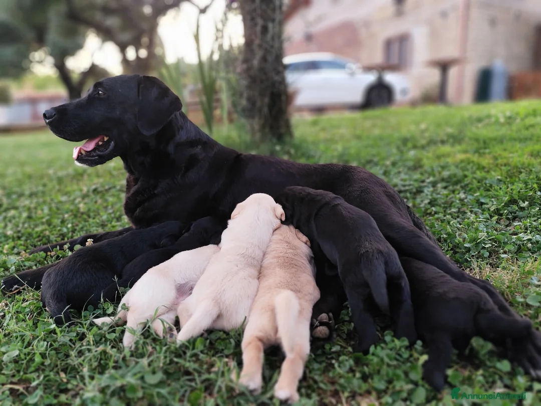 Labrador cani in vendita: Splendidi cuccioli di Labrador a Città metropolitana di Roma Capitale - Annuncio 1