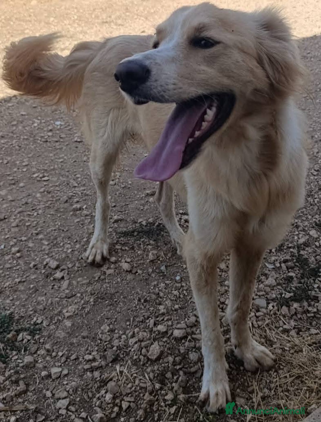 Meticcio cani in regalo: Chantal fantastica cagnolina - Annuncio 1